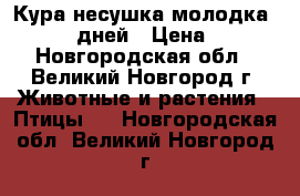 Кура несушка молодка 120-140 дней › Цена ­ 450 - Новгородская обл., Великий Новгород г. Животные и растения » Птицы   . Новгородская обл.,Великий Новгород г.